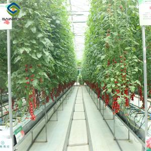 China Gutter Growing System Commercial Tomato Greenhouse With Steel Structure factory