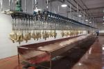 Broiler Layer Automatic Slaughtering Machine Farms Stainless Steel Chicken