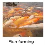 Small Floating Sinking Fish Feed Machine Extruder 5mm 7mm Antiwear