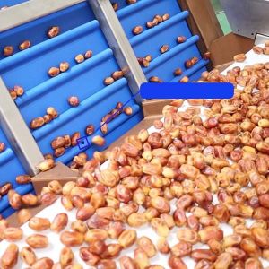 Efficient 6-Lane Palm Dates Sorting Machine Defect Sorting 1.4 Tons per Hour