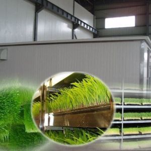 China Multi-Functional Container Forage for Double Layer Flower/Vegetable/Seed Breeding on sale