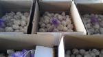 2018 China fresh garlic export to Brazil