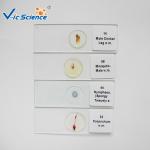 Medical Lab Stage Microscope Slide Female Mosquito Mouth Parts