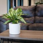 Get the Best Deals on Durable and Stylish Fiberglass Flower Pots for Your Garden