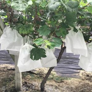China Nonwoven Grape Protection Bags factory