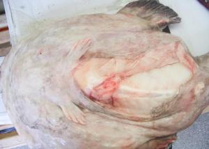 China Whole Monkfish Gutted Iqf factory