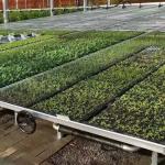 Commercial Greenhouse Rolling Benches Transportable Breeding Nursery Seedling