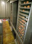 6 Tiers 108 Chickens Broiler Cage System For Little Chick