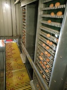 China 6 Tiers 108 Chickens Broiler Cage System For Little Chick factory