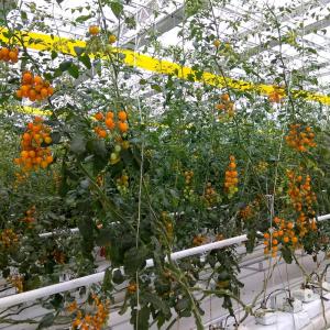 China Strong And Flexible Tomato Twine For Easy Plant Support And Training UV Stabilization factory