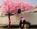Popular Artificial Flower For Event Decor Cherry Blossoms In Pink Color Best