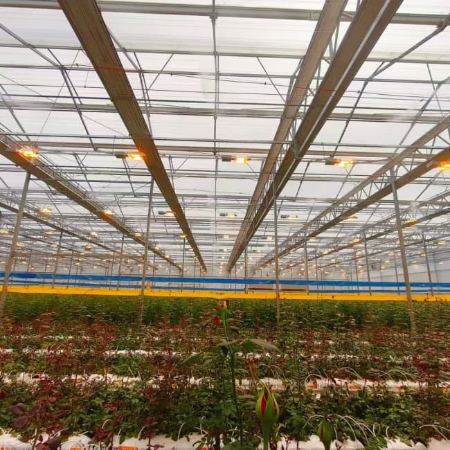 Close-up of sunflower cultivation in greenhouse