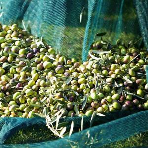 China hdpe material Olive Catching net factory