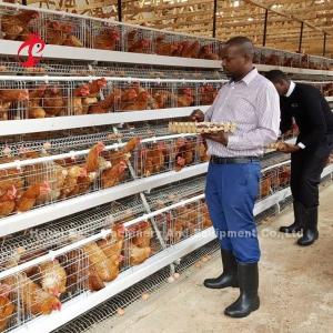 China Chicken Battery Poultry Farming Cage System A H Type 3 tiers For Layer Rose factory