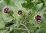 Arctiin Extract, 40% HPLC, high quality, treat cancer,fight against acne,