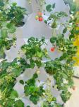 65L 12 Layer 96 Holes Indoor Movable Vertical Farming Growing Systems Hydroponic