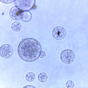 China 150 μm Magnetic Beads Protein Purification 10% Volume Ratio 5 mL factory