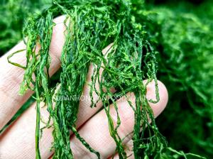 China Haccp Crispy Prolifera Seaweed Strips Emerald Green 150g Resealable Bag For Snacks Sushi factory