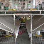 Stable Farm Rabbit Cage Automatic Drinking / Cleaning 25 Years Use Life