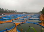 1000LPH Capacity Tilapia Aquaculture RAS Recirculating System for Indoor Fish
