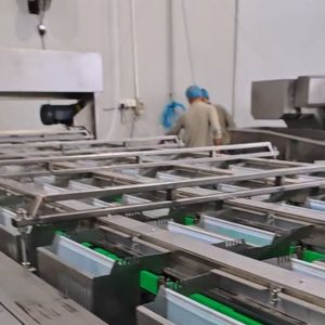 China High-capacity Dates Sorting Machine, Computer Control, 6 lanes+10 outlets, 1.8 Tons per hour, High Precision on sale