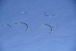 Grade EN 1.4031 DIN X39Cr13 Stainless Steel Wire For Surgical Needles