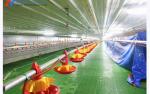 Customized Broiler Chicken Feeding Equipment With Automatic Drinking / Feeding