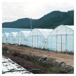 8x30 Meter Agricultural Commercial Vegetable Plastic Film Tunnel Greenhouse For