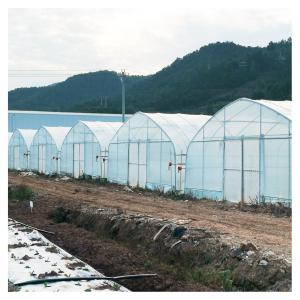 China 8x30 Meter Agricultural Commercial Vegetable Plastic Film Tunnel Greenhouse For Tomato Rose Mushroom factory