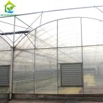 Large Clear Plastic Sheeting Greenhouse 4m-7.5m Height Galvanized Steel