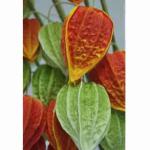 Real Touch PU Cape Gooseberry