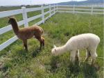 100% Virgin Material Durable 2rails 3rails PVC Paddock Horse Fence Farm Fence