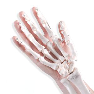 China Articulated Human Skeleton Model Hand Joint Bone For Lab factory