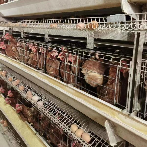 2024 Hot Galvanized Hens Cage Automatic Poultry Farming Equipment Battery Cage