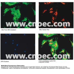 Kohler Reflected Fluorescence Microscope With Handle A16.0907-B