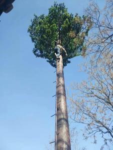 China Telecom Palm Tree 10m Height Camouflage Cell Tower factory