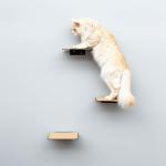 Stable Metal Wall Step Cat Stairs Create an Exciting Adventure Landscape for