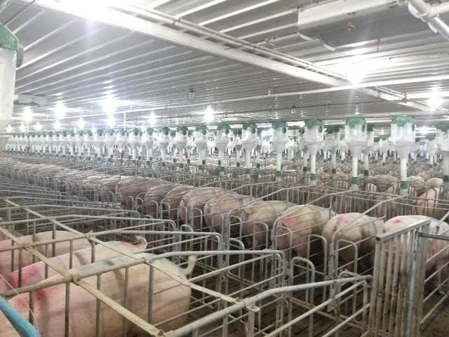 Pig Farming Project Machinery Gestation Crate For Sow