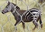 7x7 Stainless Steel Tiger Metal Zoo Wire Rope Mesh