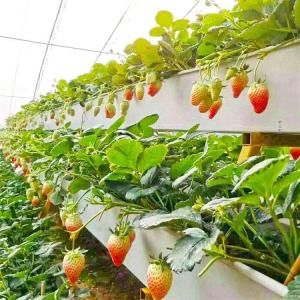 China Indoor Farming Custom Soilless NFT Hydroponic System Nutrient Solution Cultivation factory