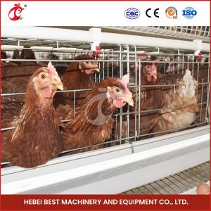 China Sturdy White Poultry Cage System For 96-200 Birds Galvanized Steel Structure Star factory
