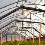 Agricultural Polytunnel Automated Light Deprivation Herb Greenhouse