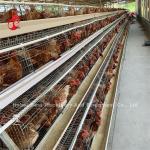 Cheap Automated Battery Cage System Hot Galvanized 25 Lifespan 450cm2 In Nigeria