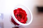 Hot selling preserved rose head with fresh rose smell everlasting rose Forever