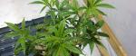 Full Spectrum 670W LM561C Led Grow Lights For Herbs