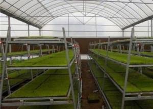 China Custom Shaped Glass Seedling Greenhouse / Nursery Bed Breeding / Movable Seedbed factory