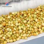 Root Veg 1.5KW Commercial Potato Washer , Kiwifruit Lotus Root Potato Peeler