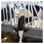 ISO Galvanized pipe Cow Head Lock