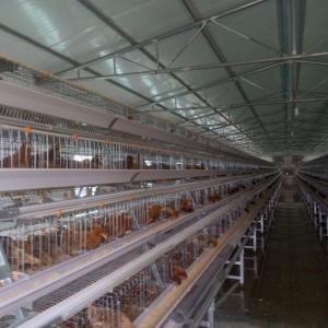 China 96 Birds Chicken Farm Poultry Cage With Ventilation Cooling System factory