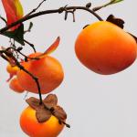 Durable Artificial Landscape Trees Persimmon Indoor For Hotel Bolcony Potted